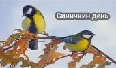 день синички